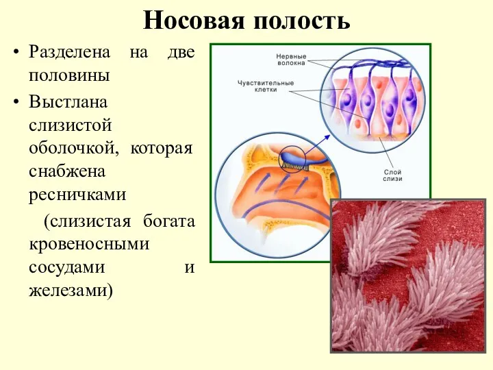 Носовая полость Разделена на две половины Выстлана слизистой оболочкой, которая