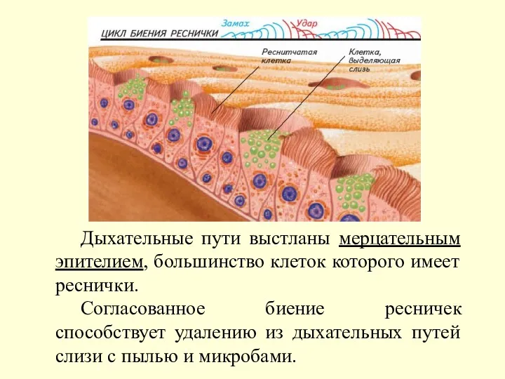 Дыхательные пути выстланы мерцательным эпителием, большинство клеток которого имеет реснички.