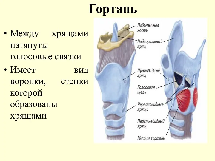 Гортань Между хрящами натянуты голосовые связки Имеет вид воронки, стенки которой образованы хрящами