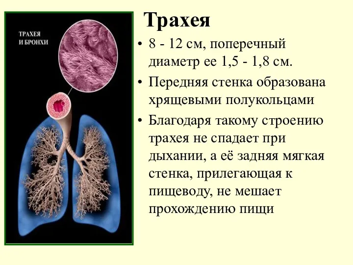 Трахея 8 - 12 см, поперечный диаметр ее 1,5 -