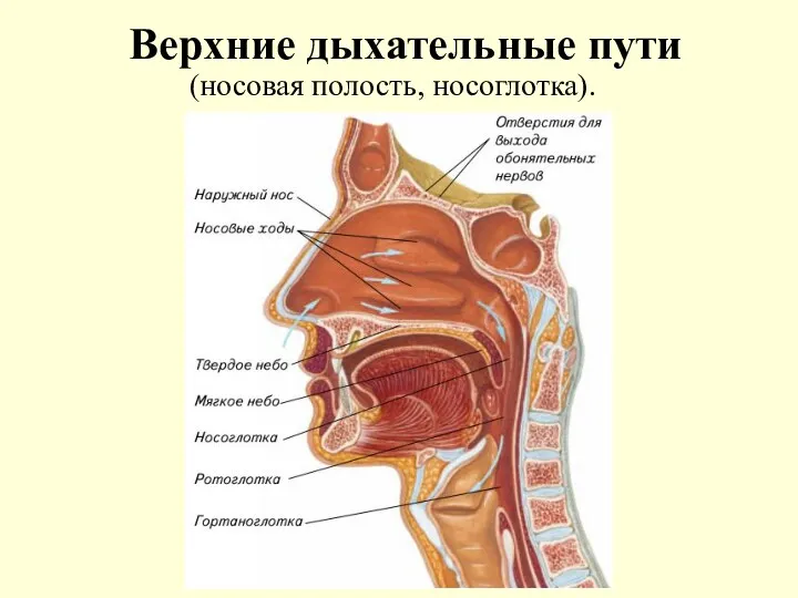 Верхние дыхательные пути (носовая полость, носоглотка).