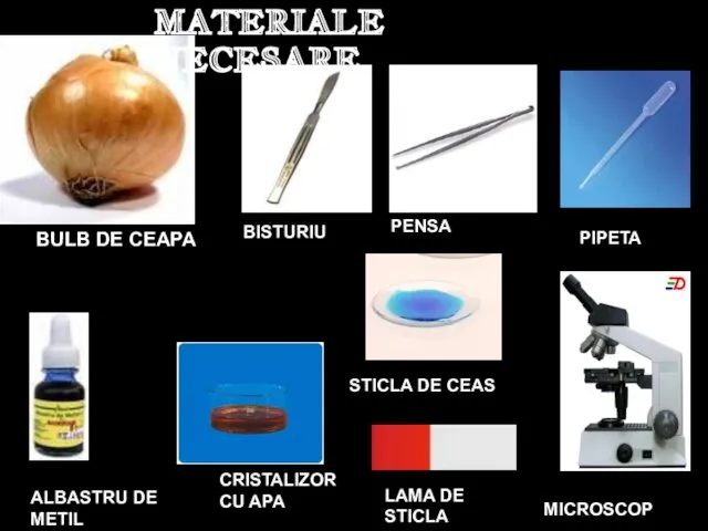 MATERIALE NECESARE BULB DE CEAPA BISTURIU PENSA PIPETA ALBASTRU DE