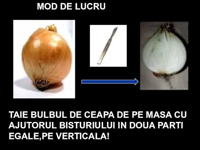 MOD DE LUCRU TAIE BULBUL DE CEAPA DE PE MASA