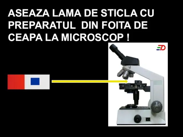 ASEAZA LAMA DE STICLA CU PREPARATUL DIN FOITA DE CEAPA LA MICROSCOP !