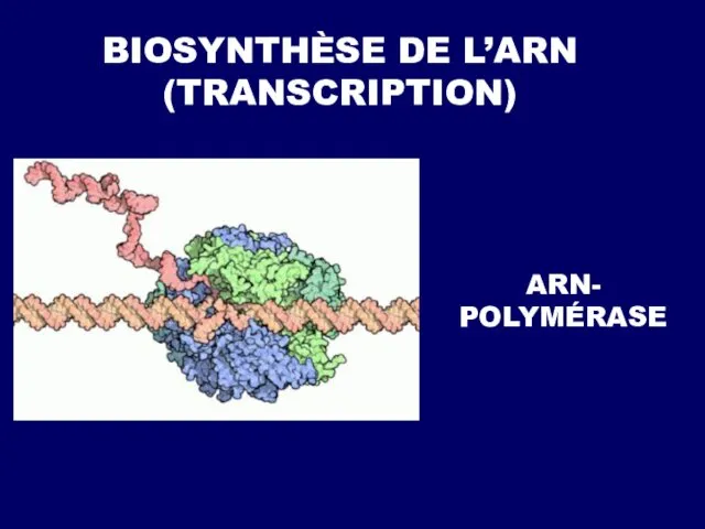 BIOSYNTHÈSE DE L’ARN (TRANSCRIPTION) ARN- POLYMÉRASE