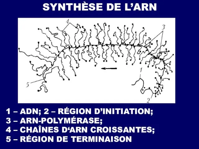 1 – ADN; 2 – RÉGION D’INITIATION; 3 – ARN-POLYMÉRASE;