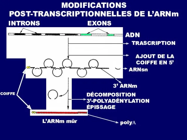 MODIFICATIONS POST-TRANSCRIPTIONNELLES DE L’ARNm COIFFE INTRONS EXONS ADN TRASCRIPTION AJOUT