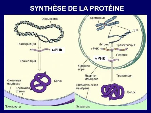 SYNTHÈSE DE LA PROTÉINE мРНК мРНК