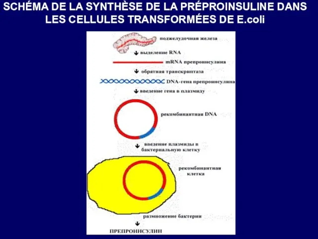 SCHÉMA DE LA SYNTHÈSE DE LA PRÉPROINSULINE DANS LES CELLULES TRANSFORMÉES DE E.coli
