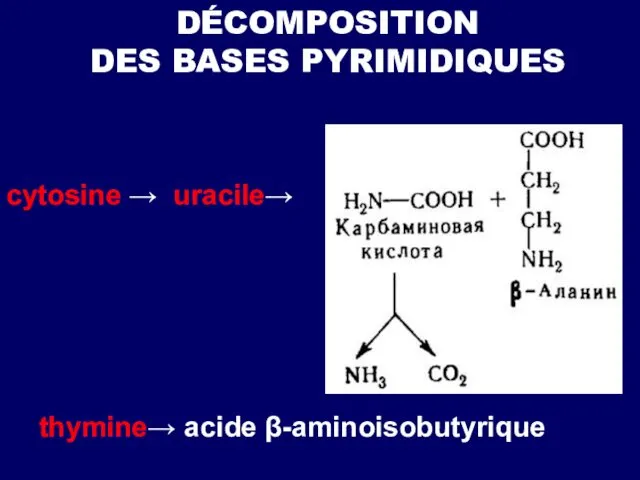 DÉCOMPOSITION DES BASES PYRIMIDIQUES cytosine → uracile→ thymine→ acide β-aminoisobutyrique