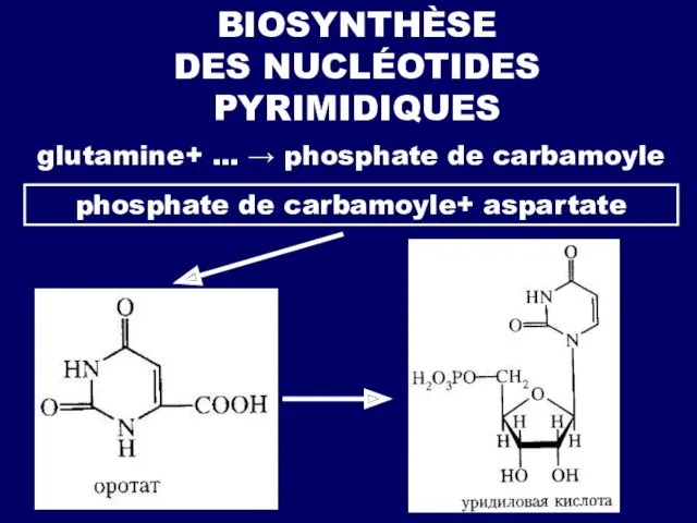 BIOSYNTHÈSE DES NUCLÉOTIDES PYRIMIDIQUES оротат glutamine+ … → phosphate de carbamoyle phosphate de carbamoyle+ aspartate