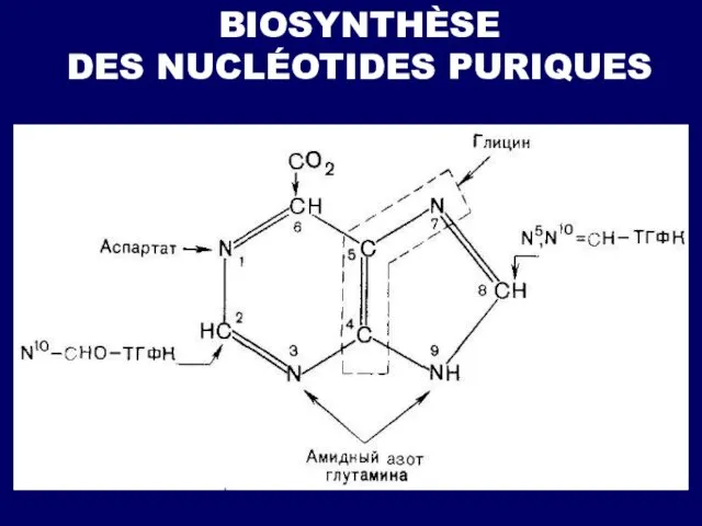 BIOSYNTHÈSE DES NUCLÉOTIDES PURIQUES