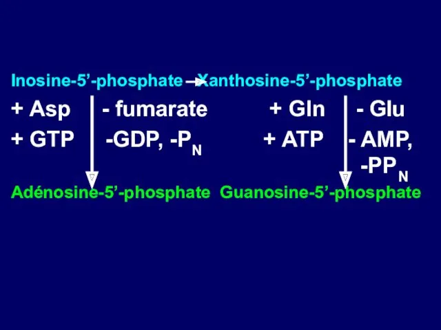 Inosine-5’-phosphate Xanthosine-5’-phosphate + Аsp - fumarate + Gln - Glu