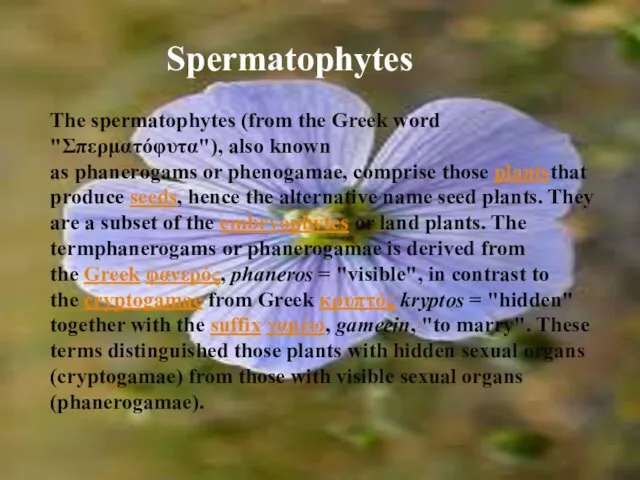 The spermatophytes (from the Greek word "Σπερματόφυτα"), also known as