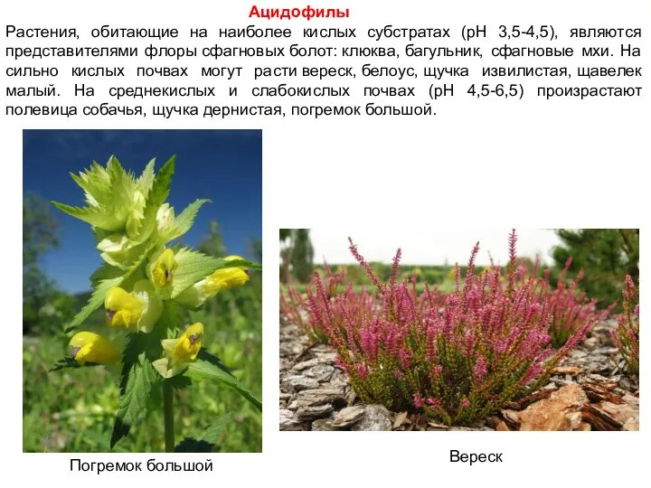 Растения, обитающие на наиболее кислых субстратах (рН 3,5-4,5), являются представителями