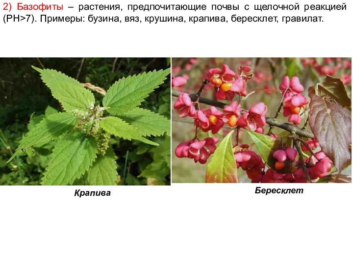 2) Базофиты – растения, предпочитающие почвы с щелочной реакцией (PH>7).