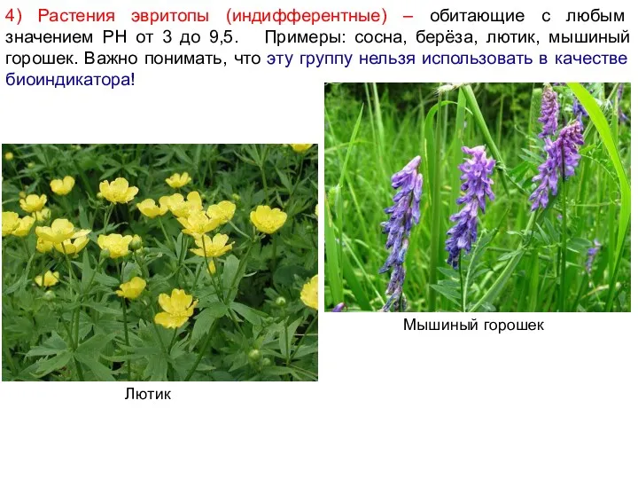 4) Растения эвритопы (индифферентные) – обитающие с любым значением PH