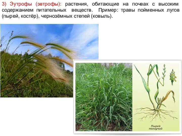 3) Эутрофы (эвтрофы): растения, обитающие на почвах с высоким содержанием