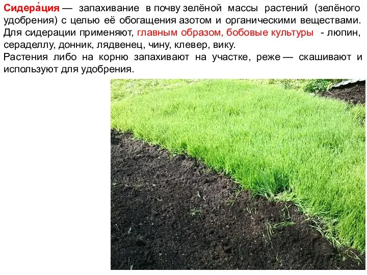 Сидера́ция — запахивание в почву зелёной массы растений (зелёного удобрения)