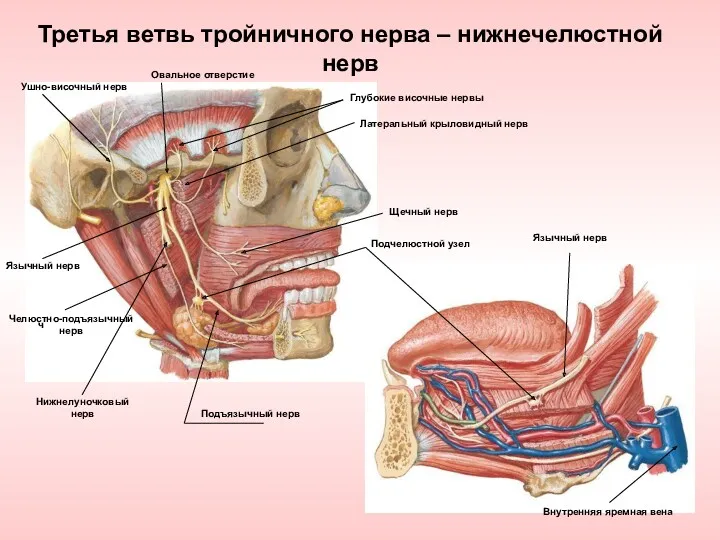 Третья ветвь тройничного нерва – нижнечелюстной нерв Глубокие височные нервы Латеральный крыловидный нерв