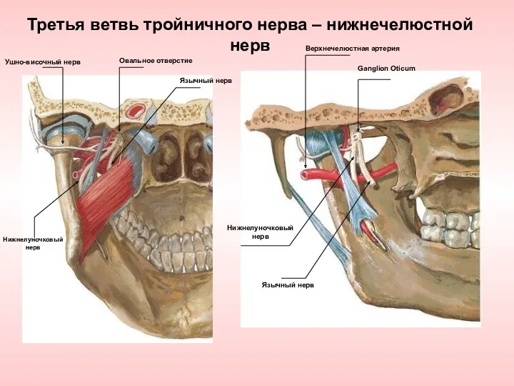 Третья ветвь тройничного нерва – нижнечелюстной нерв Язычный нерв Овальное отверстие Нижнелуночковый нерв