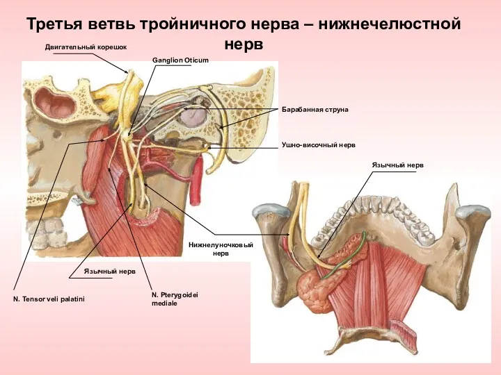 Третья ветвь тройничного нерва – нижнечелюстной нерв Двигательный корешок Ganglion Oticum Язычный нерв