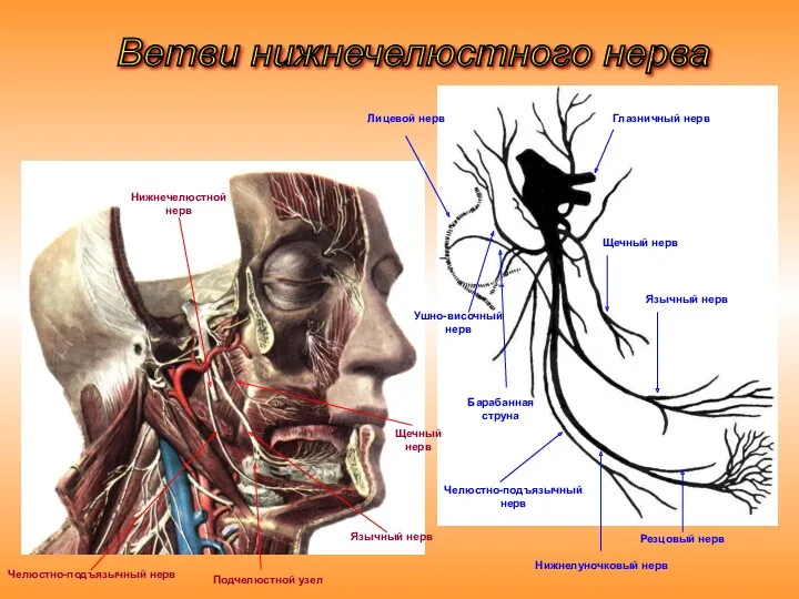 Ветви нижнечелюстного нерва Нижнелуночковый нерв Челюстно-подъязычный нерв Язычный нерв Щечный нерв Барабанная струна