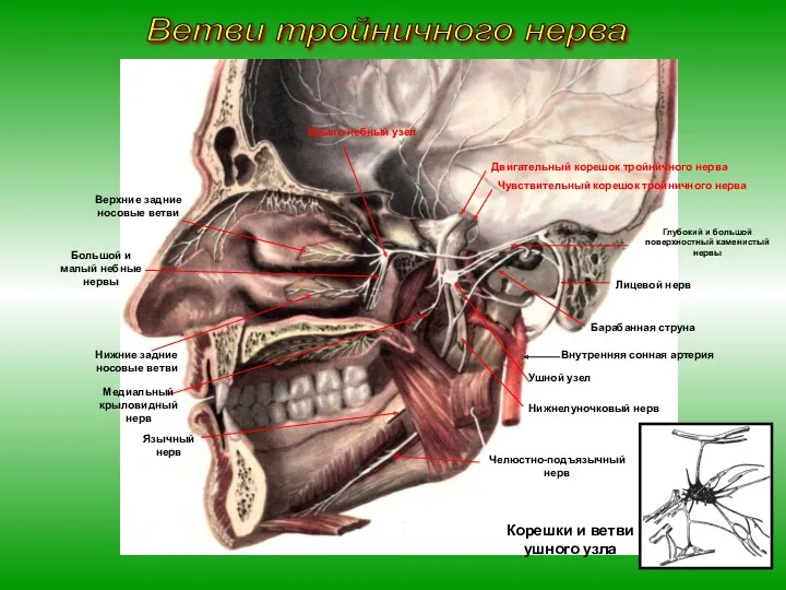 Ушной узел Лицевой нерв Барабанная струна Двигательный корешок тройничного нерва Чувствительный корешок тройничного