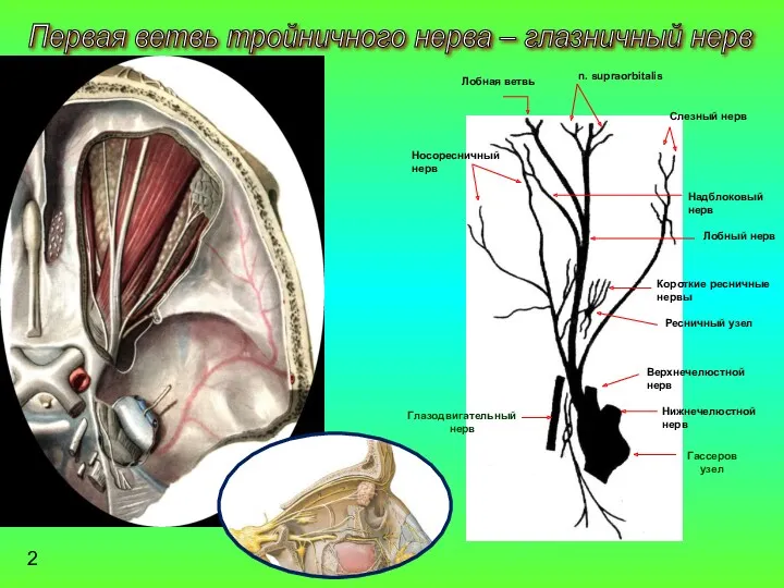 Первая ветвь тройничного нерва – глазничный нерв Глазодвигательный нерв Гассеров узел Нижнечелюстной нерв
