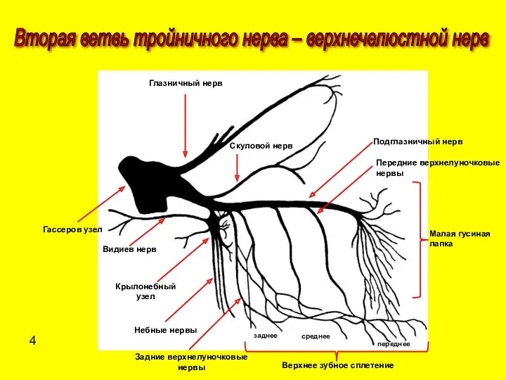 Вторая ветвь тройничного нерва – верхнечелюстной нерв Малая гусиная лапка