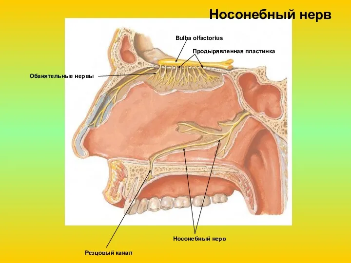Носонебный нерв Резцовый канал Носонебный нерв Bulba olfactorius Продырявленная пластинка Обанятельные нервы