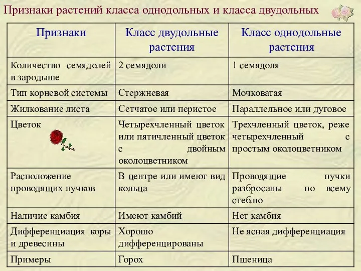 Признаки растений класса однодольных и класса двудольных