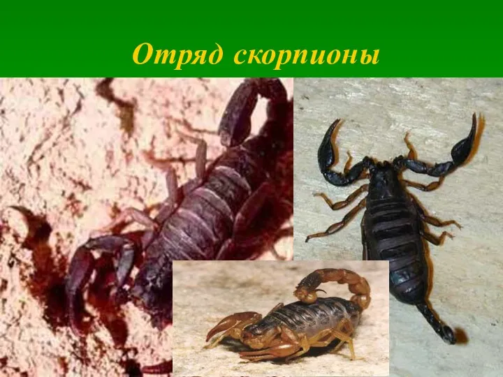 Отряд скорпионы