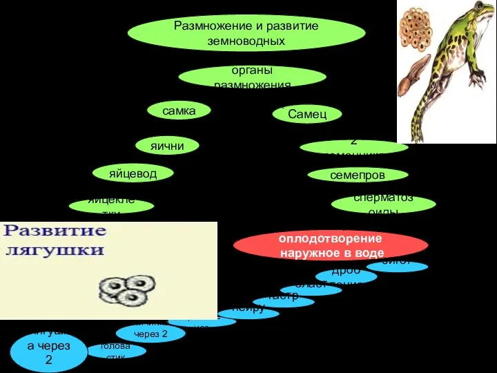 Размножение и развитие земноводных органы размножения самка Самец яйцеклетки сперматозоиды