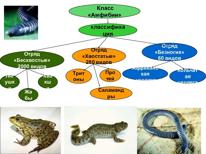 Класс «Амфибии» классификация Отряд «Хвостатые» 280 видов Отряд «Бесхвостые» 2000