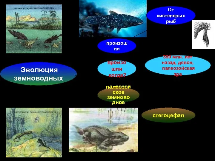 350 млн. лет назад, девон, палеозойская эра Эволюция земноводных стегоцефал