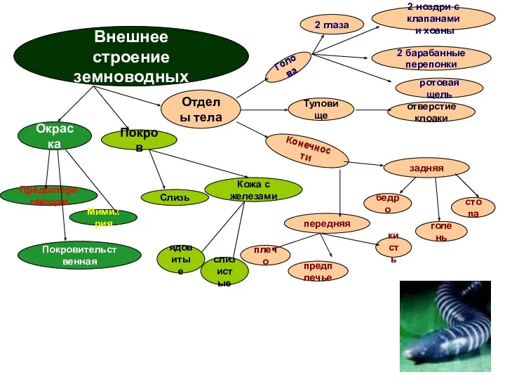 Внешнее строение земноводных Отделы тела Окраска Покровительственная Предостерегающая Мимикрия Покров