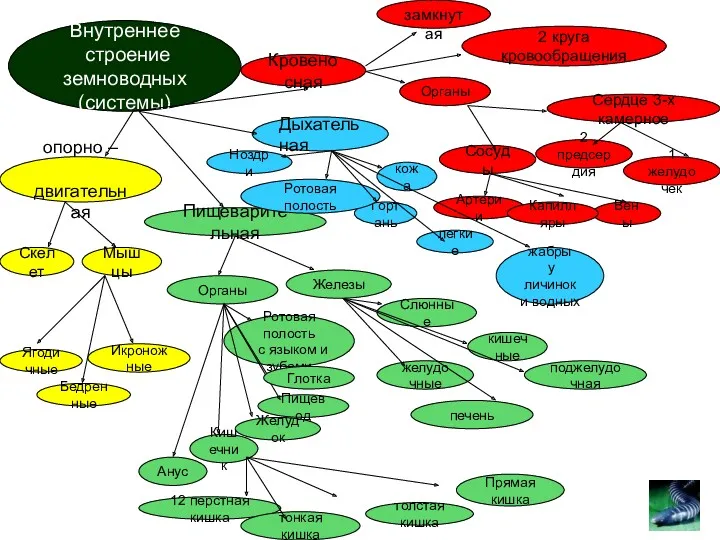 Внутреннее строение земноводных (системы) Дыхательная опорно – двигательная Скелет Мышцы