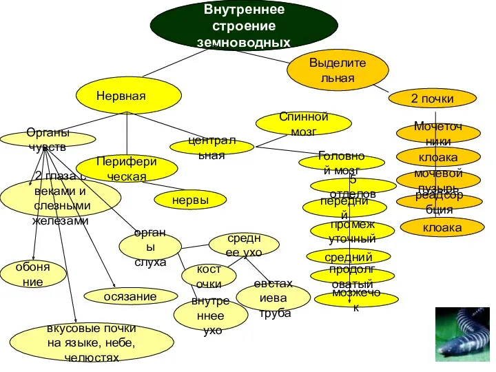 Внутреннее строение земноводных Нервная Органы чувств нервы 2 глаза с