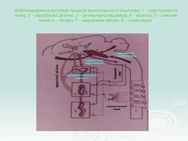 Нейроендокринна регуляція процесів всмоктування в кишечнику. 1 – кора головного