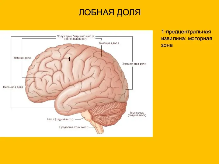 ЛОБНАЯ ДОЛЯ 1 1-предцентральная извилина: моторная зона