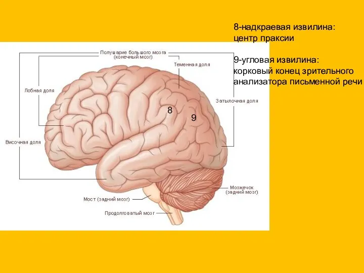 8 9 8-надкраевая извилина: центр праксии 9-угловая извилина: корковый конец зрительного анализатора письменной речи