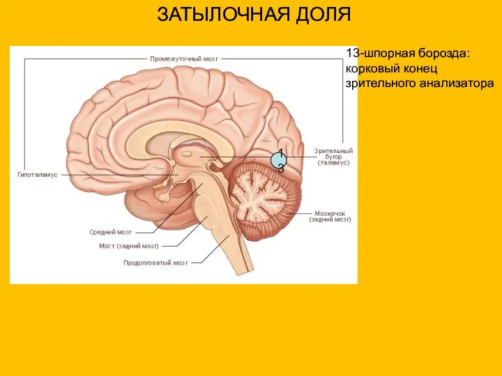 ЗАТЫЛОЧНАЯ ДОЛЯ 13 13-шпорная борозда: корковый конец зрительного анализатора