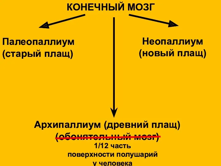 КОНЕЧНЫЙ МОЗГ Неопаллиум (новый плащ) 1/12 часть поверхности полушарий у