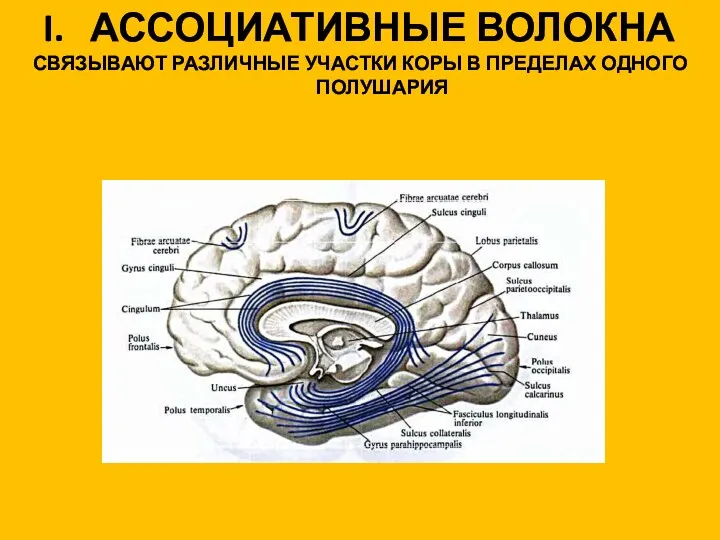 АССОЦИАТИВНЫЕ ВОЛОКНА СВЯЗЫВАЮТ РАЗЛИЧНЫЕ УЧАСТКИ КОРЫ В ПРЕДЕЛАХ ОДНОГО ПОЛУШАРИЯ