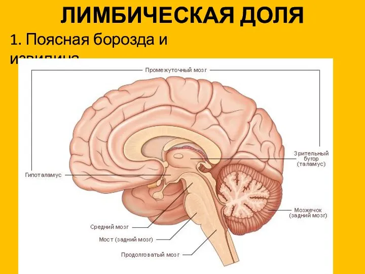 ЛИМБИЧЕСКАЯ ДОЛЯ 1. Поясная борозда и извилина