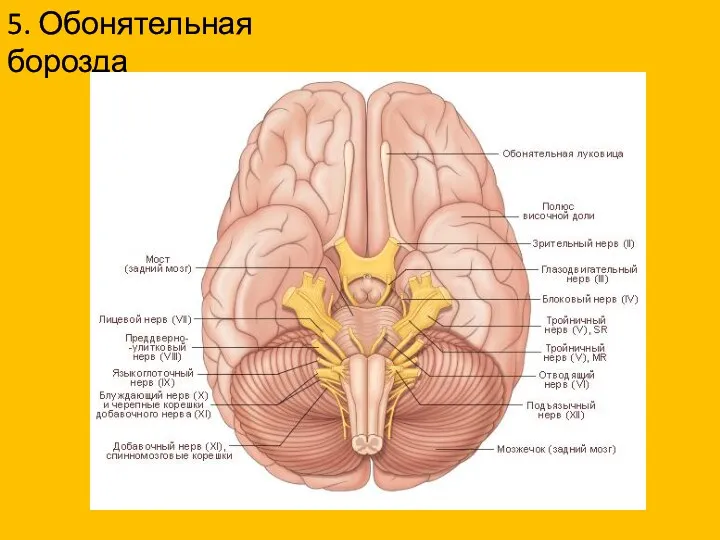 5. Обонятельная борозда