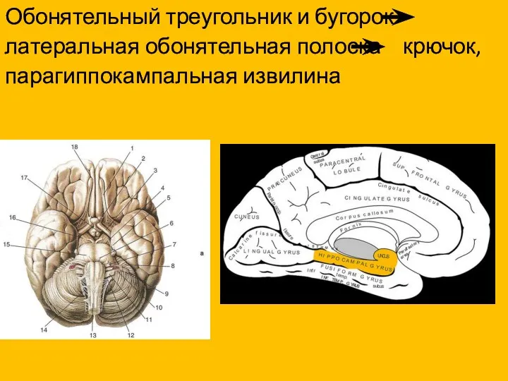 Обонятельный треугольник и бугорок латеральная обонятельная полоска крючок, парагиппокампальная извилина