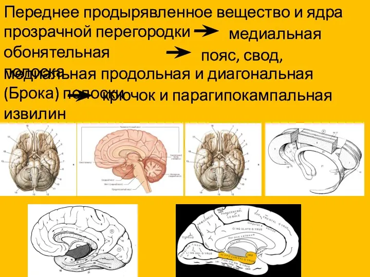 Переднее продырявленное вещество и ядра прозрачной перегородки медиальная обонятельная полоска