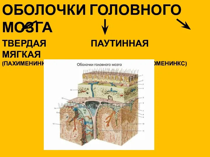 ОБОЛОЧКИ ГОЛОВНОГО МОЗГА ТВЕРДАЯ ПАУТИННАЯ МЯГКАЯ (ПАХИМЕНИНКС) (ЛЕПТОМЕНИНКС)